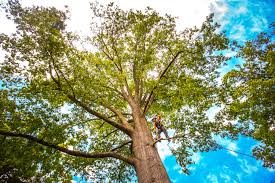 Best Seasonal Cleanup (Spring/Fall)  in Mission Hills, CA