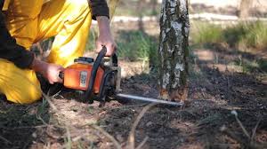 Best Tree Mulching  in Mission Hills, CA