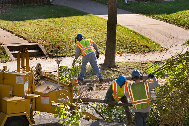 Best Lot and Land Clearing  in Mission Hills, CA