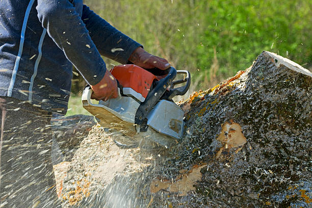 Best Lawn Renovation and Restoration  in Mission Hills, CA